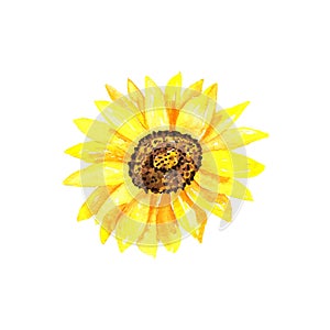 Bright sunflower. Hand drawn watercolor illustration. Isolated on white background.