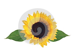 Bright sunflower isolated on white