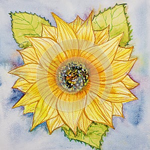 Bright sunflower with leaves watercolor.