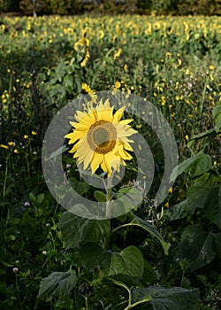 Bright sunflower at Sunset on a field in Finland.