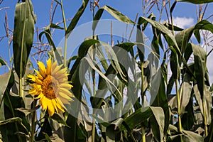 bright sunflower with yellow petals on an agricultural field, of sunflower inflorescences growing together with corn