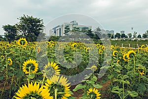 Bright sunflowers