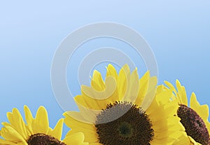 Bright sunflowers against blue sky