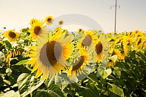 Bright sunflowers stand in a row. Sunflowers are blooming on the field.
