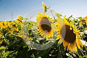 Bright sunflowers on a sunny day. Sunflowers close-up. A field of sunflowers