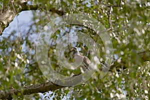 Bright sunlight highlights the face of a wood pigeon amongst leaves