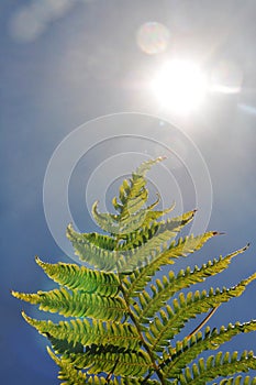 Bright sunlight into lense with fern