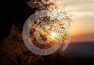 Bright sunlight shines through branches of flowering trees. Nature landscape