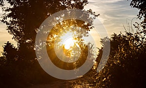 Bright sunlight shining through the tree in the deep jungle