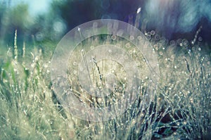 Bright Sunlight summer grass with dew drops. Soft Focus.