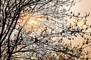 Bright sunlight at sunset through tree branches in the forest