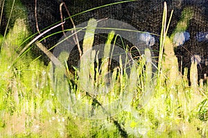 Bright sunlight among the thin stems of green grasses