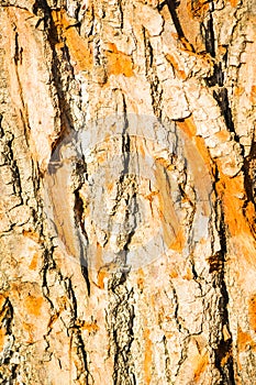 Bright sunlit bark