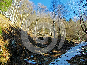 Bright sunlit beech forest in winter