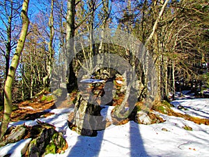 Bright sunlit beech forest in winter