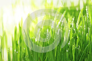 Bright sunny background with grass and water droplets