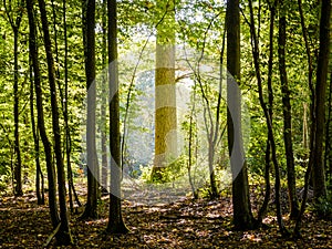 A bright sunny backlight is highlighting the trunk of an oak tree in a dark undergrowth at the edge of the forest