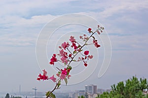 Bright sunny bougainvillea on the stone parapet of the old fortress. On a blurred background the Mediterraneans city and port