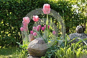 Bright sunny colorful tulips at garden