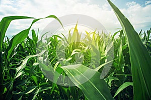 Bright and sunny corn field close-up