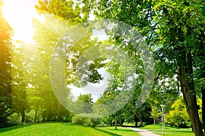 Bright sunny day in park. Sun rays illuminate green grass and tr