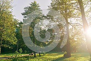 Bright sunny day in park. The sun rays illuminate green grass and trees.