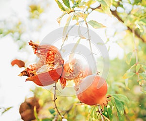 Bright sunny day shot of ripe cracked red Pomegranate hinging on the branch with a sunbeams background. Healthy eating and