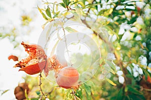 Bright sunny day shot of a ripe and red cracked Pomegranate hinging on the branch with a sunbeams background. Healthy eating and