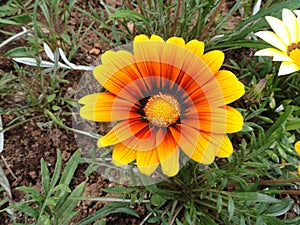 Bright sunny flower, Himalaya mountains, India