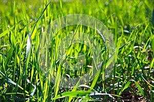 Bright sunny green grass field with reflexions