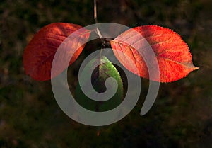 Bright Sunny Highlights On Three Green And Red, Cinnabar Leaves Of Mayday Tree Prunus Padus In The Forest. Autumn Colors, Change