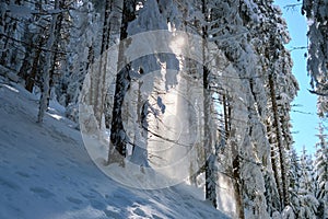 Bright sunny landscape with falling snow between pine trees during heavy snowfall in winter dense forest on cold quiet evening