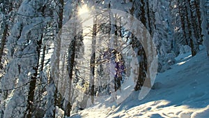 Bright sunny landscape with falling snow between pine trees during heavy snowfall in winter dense forest on cold quiet evening.