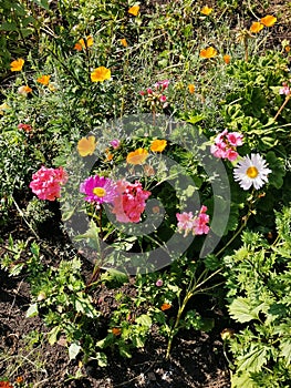 Bright sunny meadow with aster, daisy  flowers, green grass