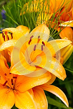 Bright sunny orange lily long stamen raindrops on petals close-up