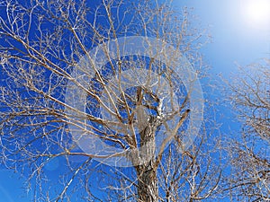 Bright sunny sun lens flair blue sky clear perspective view winter tree changing seasons seasonal nature background