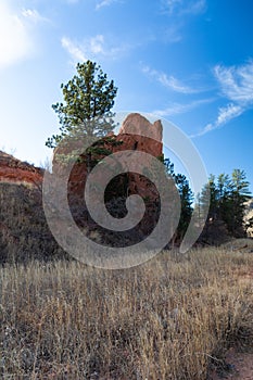 Bright sunny view of rocks and evergreen tree beyond grassy plain, Garden of the Gods Colorado Springs