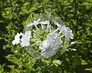 Bright Sunny White Phlox Flowers