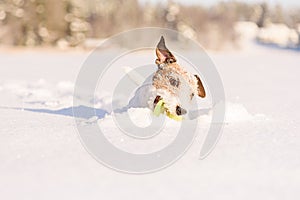 On bright sunny winter day happy dog outdoors playing in deep snow with toy