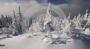Bright sunny winter evergreen forest