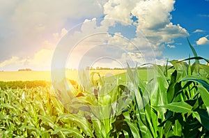 Sunrise in a corn field