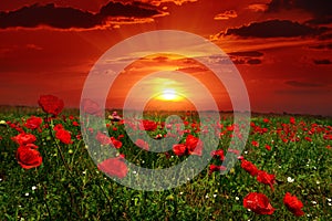 Bright sunrise in poppy field