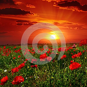 Bright sunrise in poppy field