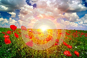 Bright sunrise in poppy field