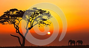 Bright sunset with a big yellow sun over african savanna