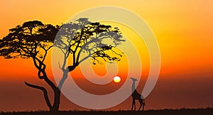 Bright sunset with a big yellow sun over african savanna