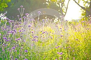 Bright sunset light at purple bush wildflower field in summer at a botanical garden.