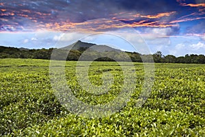 Bright sunset over tea fields on Mauritius