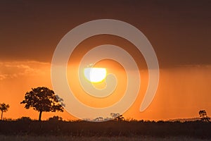 A bright sunset in the savannah. Masai Mara, Kenya. Africa