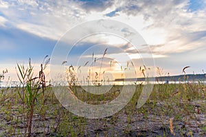 Bright sunset on the sea on the background of grass growing on the beach